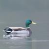 canard colvert DS2_2740
