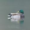 canard colvert DS2_2742