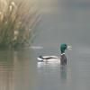 canard colvert DS2_2768