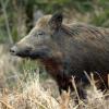 sanglier DS2_2937