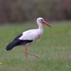 cigogne DS2_4248