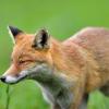 renard DS2_4364