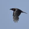 grand corbeau DS2_4946