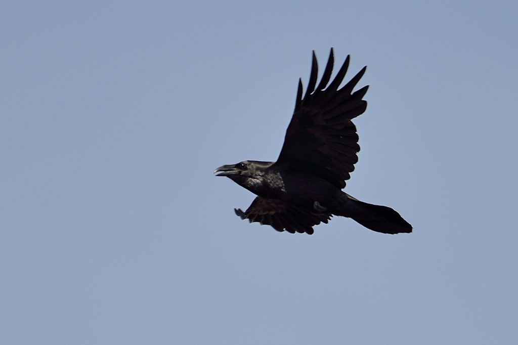 grand corbeau DS2_4948