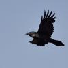 grand corbeau DS2_4948