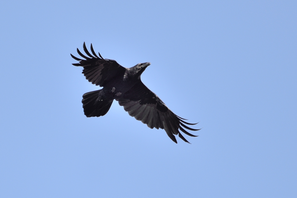 grand corbeau DS2_4954