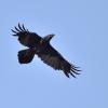grand corbeau DS2_4954