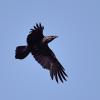 grand corbeau DS2_4957