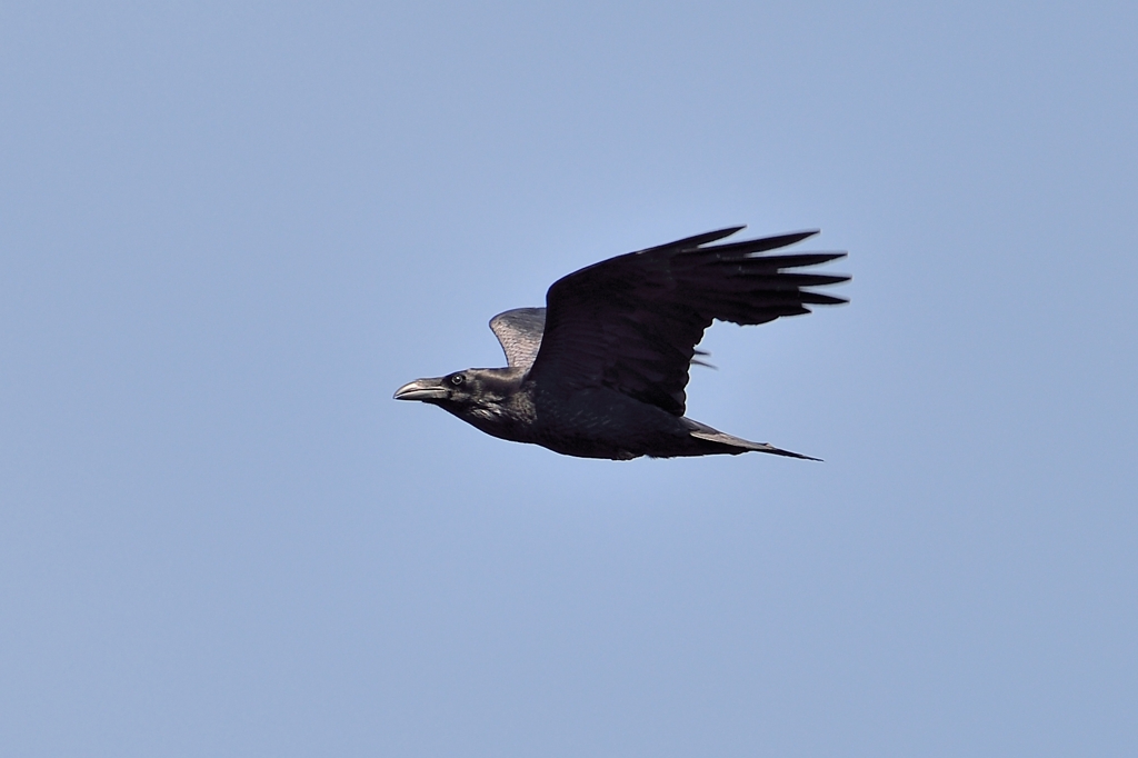 grand corbeau DS2_4968