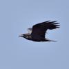 grand corbeau DS2_4968