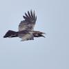 le grand corbeau DS2_4980
