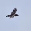 grand corbeau DS2_4981
