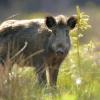 sanglier DS2_5276