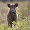 sanglier DS2_5279