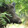 sanglier DS2_5729