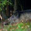 sanglier DS2_5741