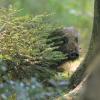 jeune sanglier DS2_5880