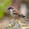 moineau domestique male DS2_8586