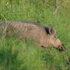 sanglier male DS2_9147