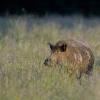sanglier male DS2_9189