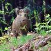 sanglier solitaire apres le bain de boue 1