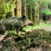sanglier sortant du bois