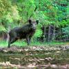 le fier sanglier de nos forets