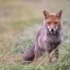 renard DSC_0121