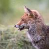 renard DSC_0137