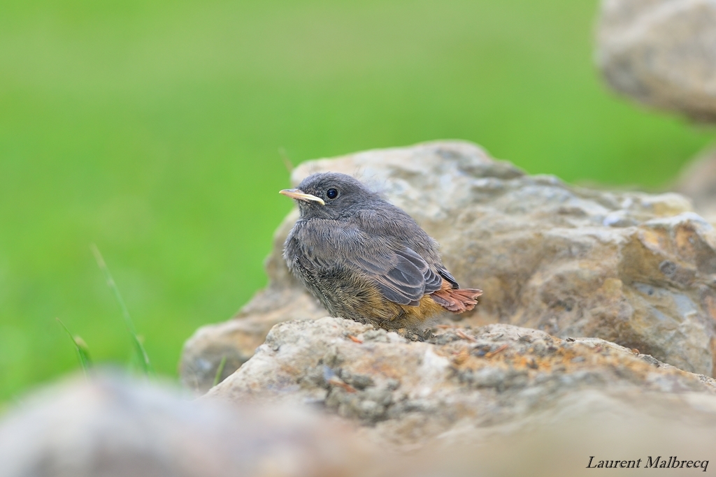 jeune rouge queue