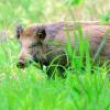sanglier dans les hautes herbes