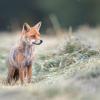 renard DSC_0270