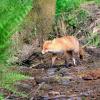 renard chassant le long de la riviere