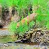 renard en bord de riviere