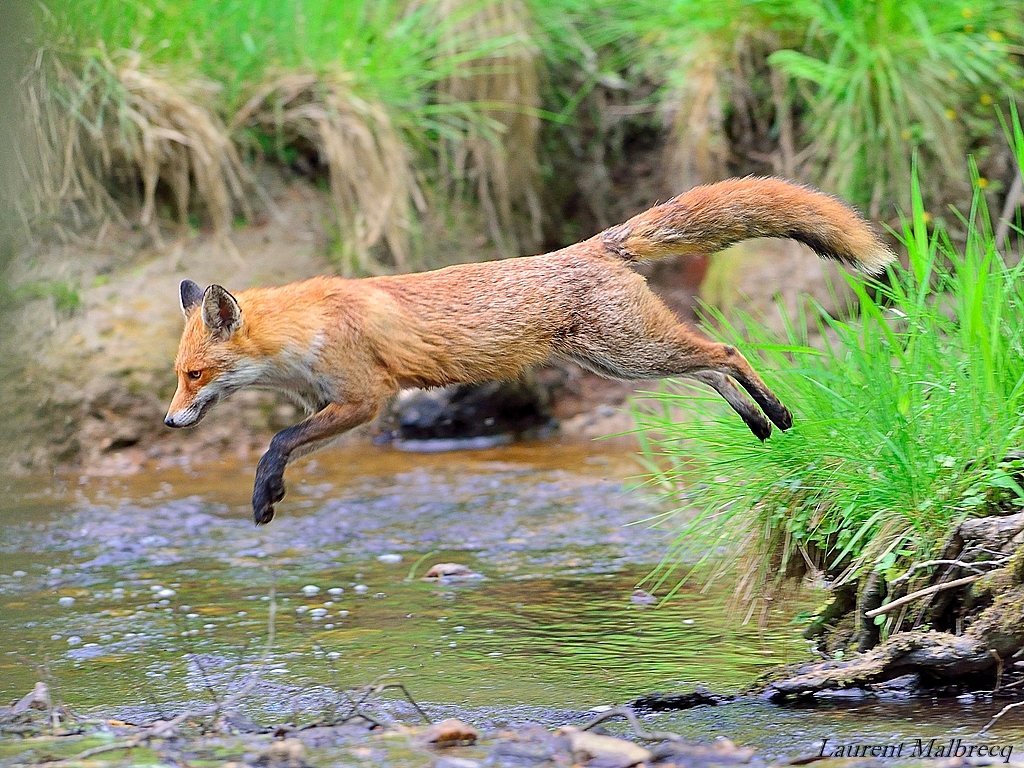 le saut du renard