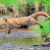 le saut du renard