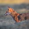 renard DSC_0286