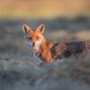 renard DSC_0288