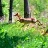 le bond du chevreuil 1