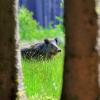 sanglier en prairie debut juin