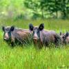 sangliers en prairie debut juin