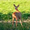 chevreuil qui se retourne