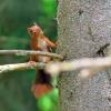 ecureuil interrogatif