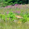 renard dans les sapins et digitalines