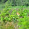 renard assis au milieu des sapins