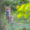 renardeau DSC_1116