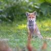 renardeau DSC_1120