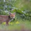 renardeau DSC_1127