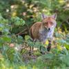 renard DSC_1147
