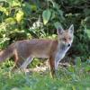 renard DSC_1150